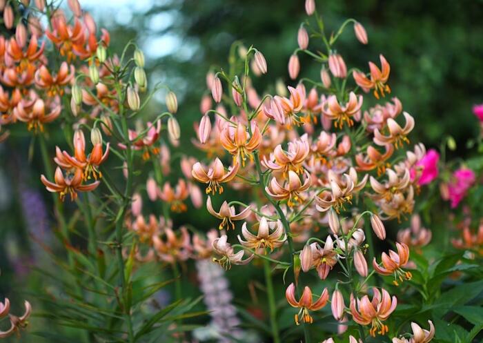 Lilie zlatohlavá 'Fairy Morning' - Lilium martagon 'Fairy Morning'