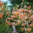 Lilie zlatohlavá 'Fairy Morning' - Lilium martagon 'Fairy Morning'