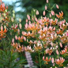 Lilie zlatohlavá 'Fairy Morning' - Lilium martagon 'Fairy Morning'