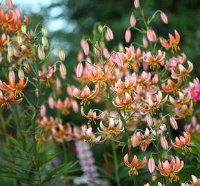 Lilie zlatohlavá 'Fairy Morning' - Lilium martagon 'Fairy Morning'