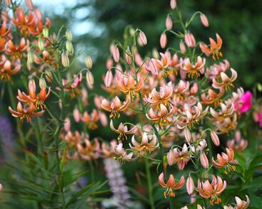 Lilie zlatohlavá 'Fairy Morning'