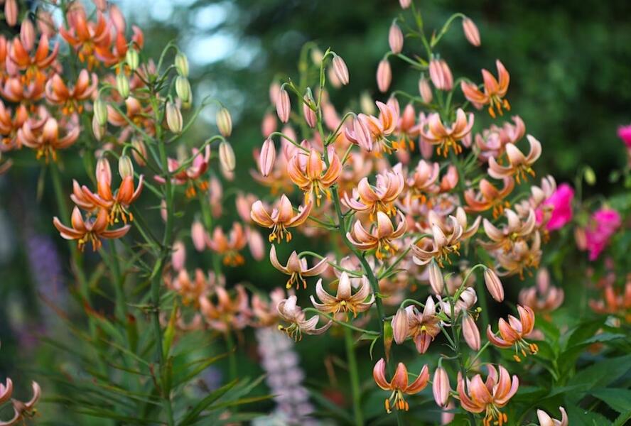 Lilie zlatohlavá 'Fairy Morning' - Lilium martagon 'Fairy Morning'