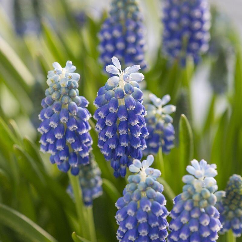 Modřenec arménský 'Touch of Snow' - Muscari armeniacum 'Touch of Snow'