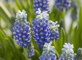 Modřenec arménský 'Touch of Snow' - Muscari armeniacum 'Touch of Snow'
