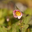 Sasanka japonská 'Serenade' - Anemone hupehensis 'Serenade'