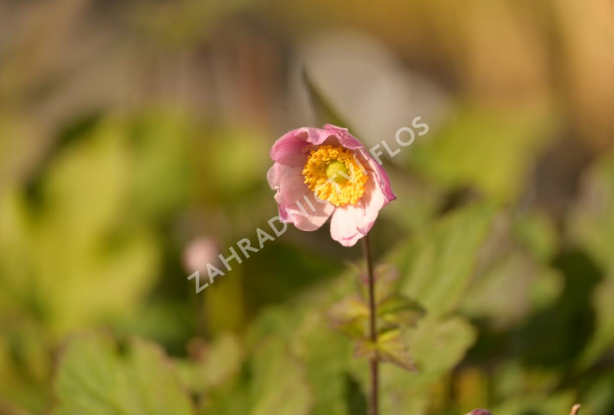 Sasanka hupejská 'Serenade' - Anemone hupehensis 'Serenade'