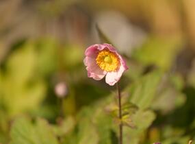 Sasanka hupejská 'Serenade' - Anemone hupehensis 'Serenade'