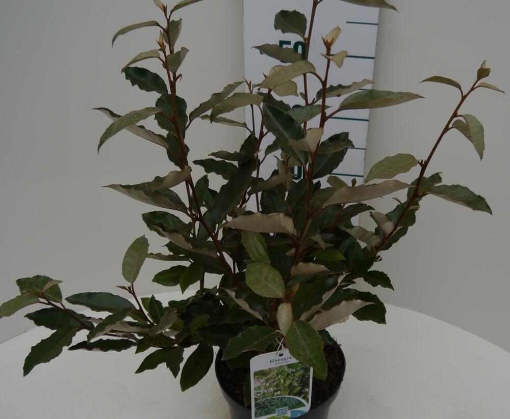 Hlošina Ebbingeova - Elaeagnus x ebbingei