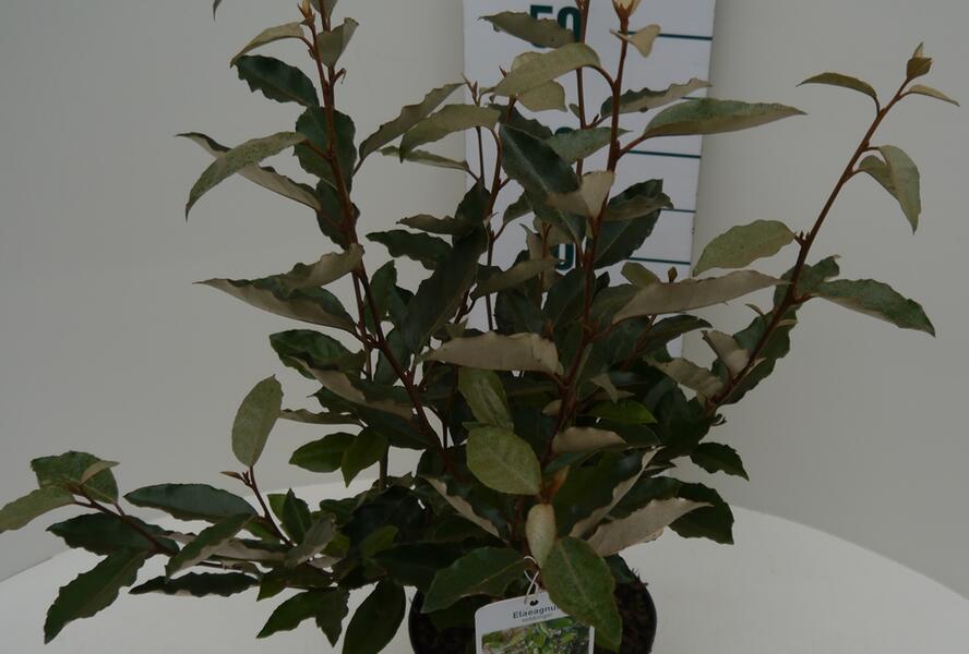 Hlošina Ebbingeova - Elaeagnus x ebbingei
