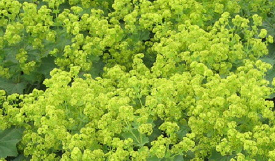 Kontryhel žlutozelený - Alchemilla xanthochlora