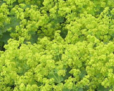 Kontryhel žlutozelený