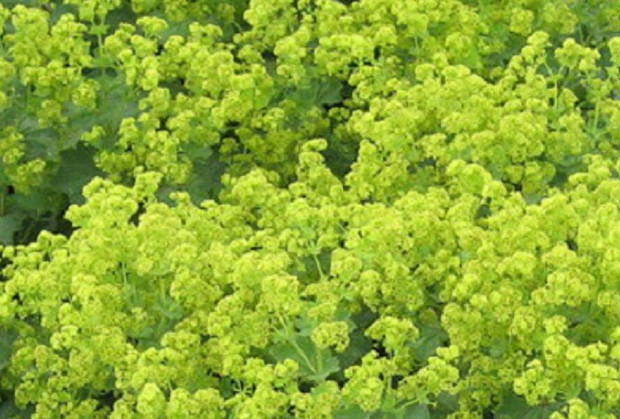 Kontryhel žlutozelený - Alchemilla xanthochlora
