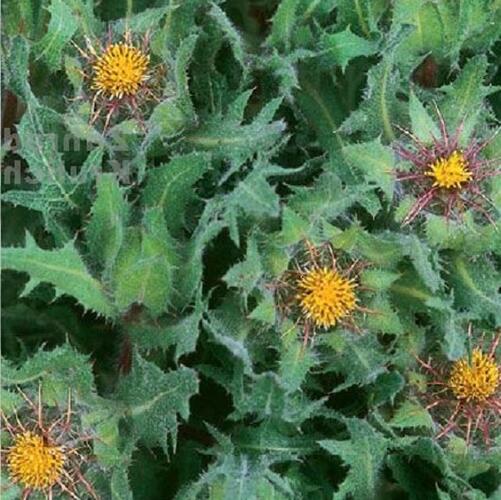 Benedikt lékařský - Cninus benedictus