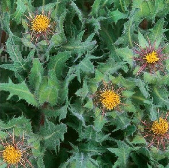 Benedikt lékařský - Cninus benedictus