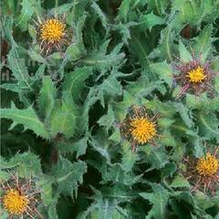 Benedikt lékařský - Cninus benedictus