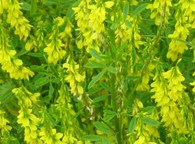 Komonice lékařská - Melilotus officinalis
