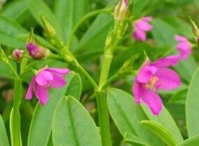 Ženšen korejský - Talinum paniculatum