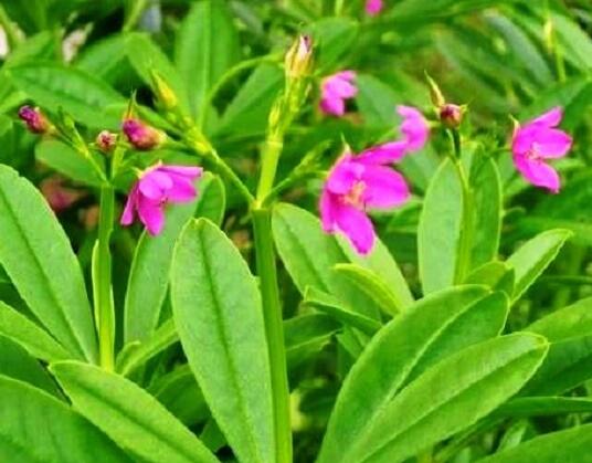 Ženšen korejský - Talinum paniculatum