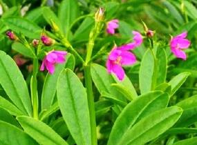 Ženšen korejský - Talinum paniculatum