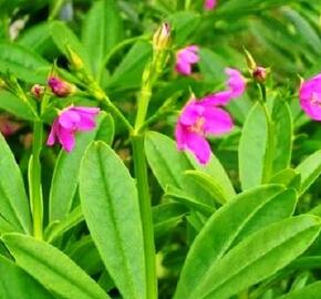 Ženšen korejský - Talinum paniculatum