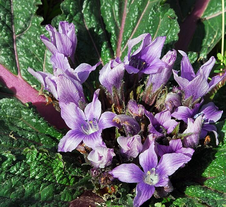 Mandragora lékařská - Mandragora officinarum