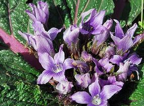 Mandragora lékařská - Mandragora officinarum