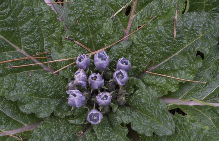 Mandragora lékařská - Mandragora officinarum