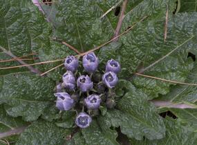 Mandragora lékařská - Mandragora officinarum