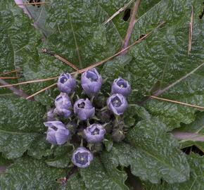 Mandragora lékařská