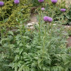 Maralí kořen - Parcha léčivá - Leuzea rhapontica