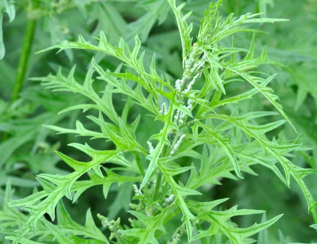 Kopřiva konopná - Urtica cannabina