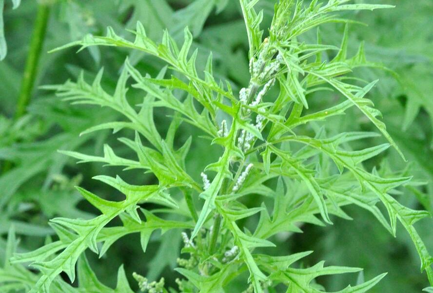 Kopřiva konopná - Urtica cannabina