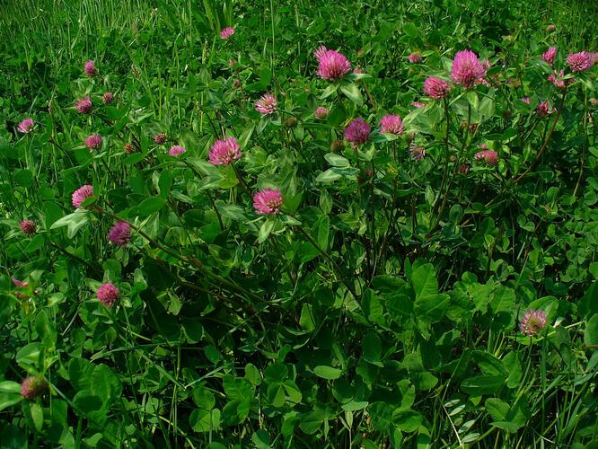 Jetel luční - Trifolium pratense