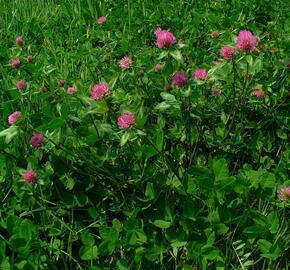 Jetel luční - Trifolium pratense