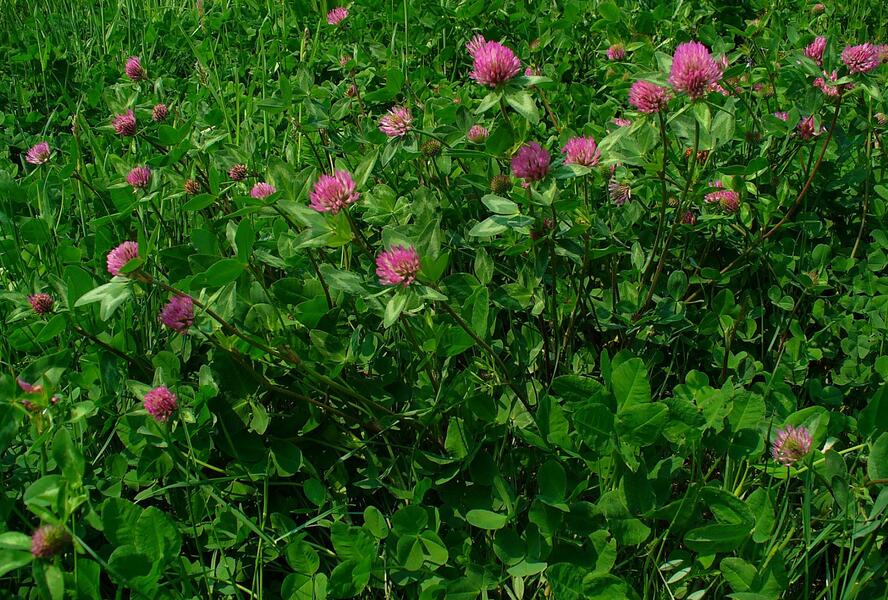 Jetel luční - Trifolium pratense