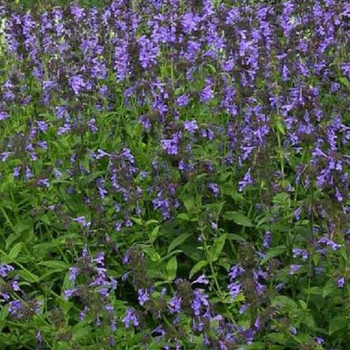 Šanta sibiřská - Nepeta sibirica