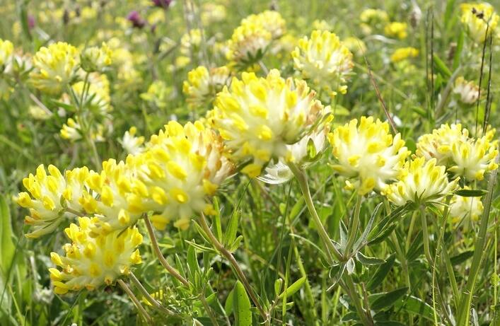 Úročník bolhoj - Anthyllis vulneraria