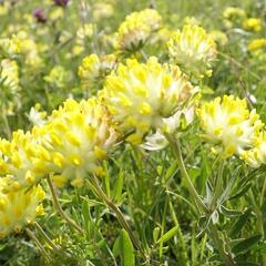 Úročník bolhoj - Anthyllis vulneraria