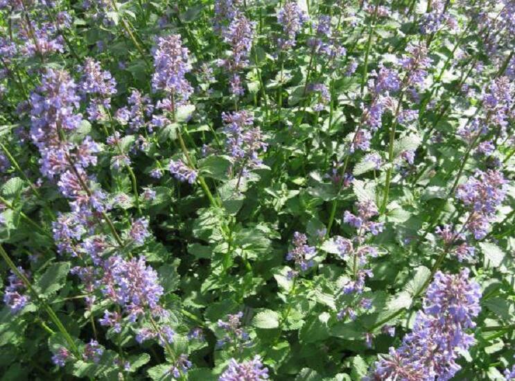 Šanta velkokvětá - Nepeta grandiflora