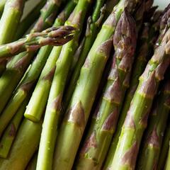 Chřest lékařský 'Backlim' - Asparagus officinalis 'Backlim'