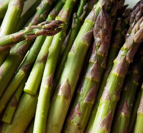 Chřest lékařský 'Backlim' - Asparagus officinalis 'Backlim'