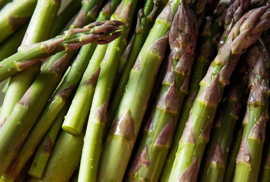 Chřest lékařský 'Backlim' - Asparagus officinalis 'Backlim'