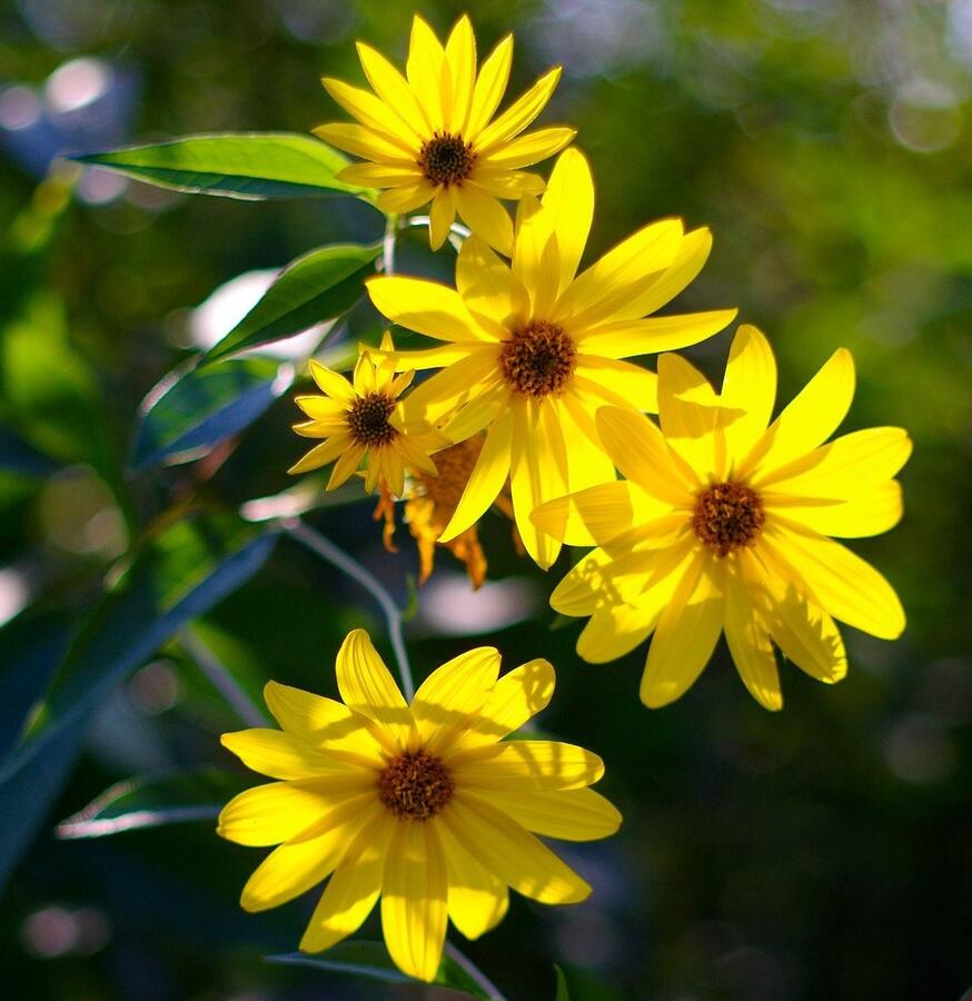 Topinambur 'Papas' - Helianthus tuberosus 'Papas'