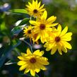 Topinambur 'Papas' - Helianthus tuberosus 'Papas'