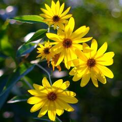 Topinambur 'Papas' - Helianthus tuberosus 'Papas'