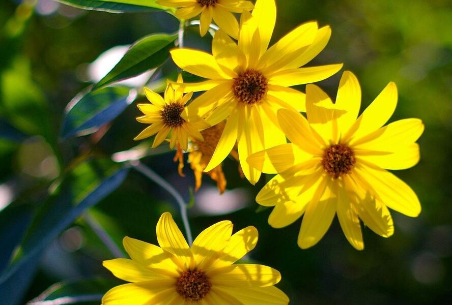 Topinambur 'Papas' - Helianthus tuberosus 'Papas'