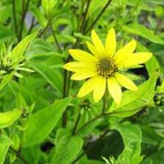 Topinambur 'Papas Patio' - Helianthus tuberosus 'Papas Patio'