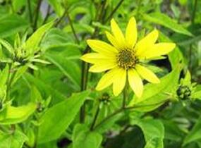 Topinambur 'Papas Patio' - Helianthus tuberosus 'Papas Patio'