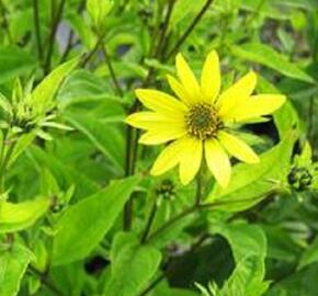 Topinambur 'Papas Patio' - Helianthus tuberosus 'Papas Patio'