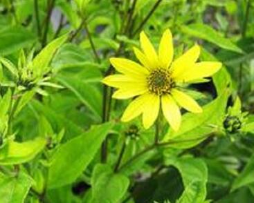 Topinambur 'Papas Patio'